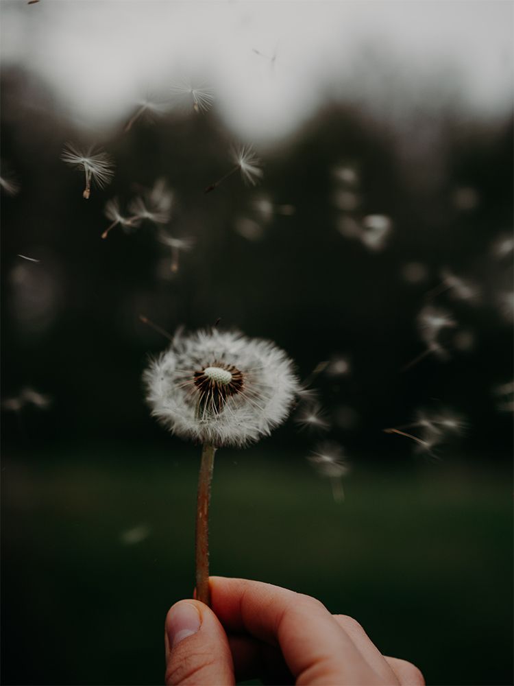 Hilfe im Trauerfall vom Bestatter in Ginsheim-Gustavsburg